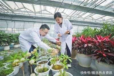 測(cè)量種苗高度