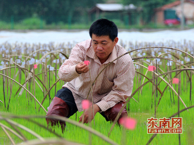 水稻專家陳建民的“候鳥式”科研生活