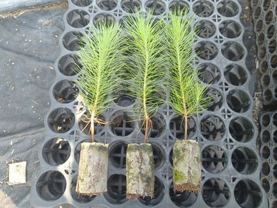 科研人員突破云南思茅松系列關(guān)鍵技術(shù)