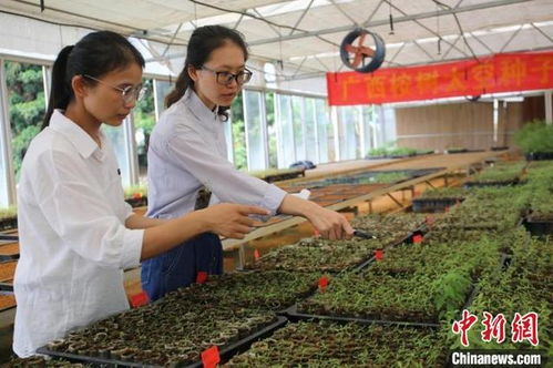 廣西建成亞洲最大桉樹(shù)基因庫(kù) 桉樹(shù)育種 上天入地