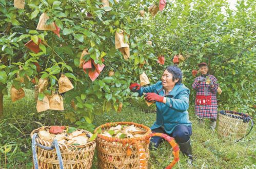 農(nóng)業(yè) 強(qiáng) 農(nóng)民 富 ,我市 三農(nóng) 工作交出滿意答卷