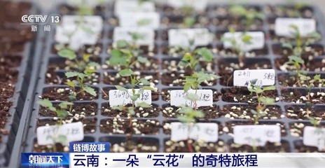從花田到花瓶 這里的鮮花還要坐一趟"過(guò)山車"→