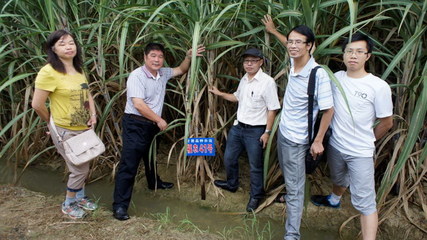 國家甘蔗產業技術研發中心組織開展甘蔗區試和體系試驗示范檢查