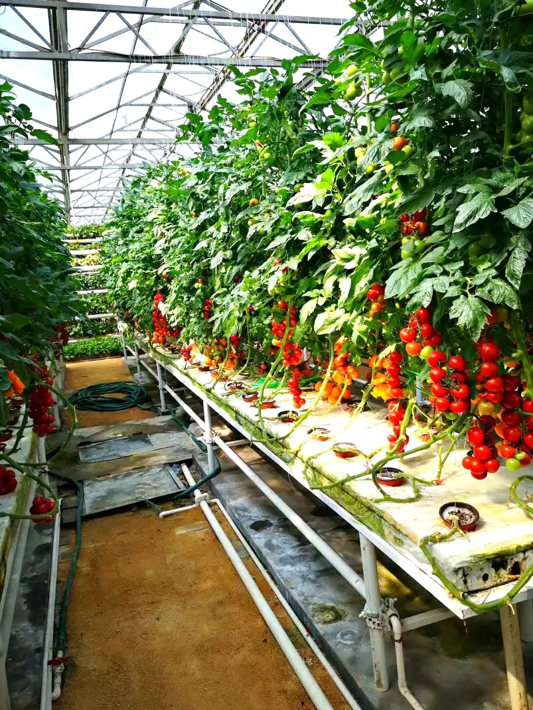 【動態】紅花鎮組織黨政干部赴壽光參觀學習高科技大棚蔬菜栽培技術