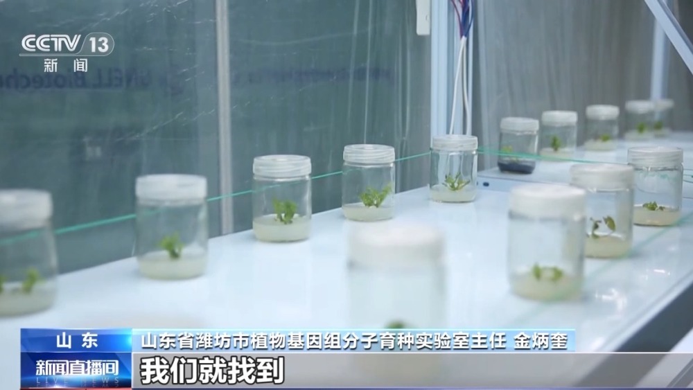 從種到收 又甜又脆的小西瓜這樣走進果籃子