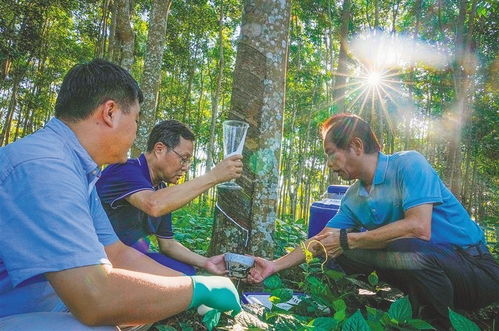 海南橡膠育種 三代人跨越66年的科研接力