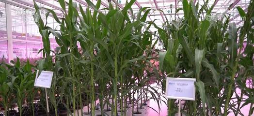 豐收"密碼" | 育中國種 強農業本
