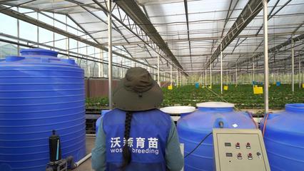 連云港東海:集約化脫毒育苗助草莓提質增效