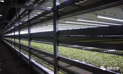 中國茶葉流通協會:2017中國白茶產銷形勢分析報告(下篇)_財經_網