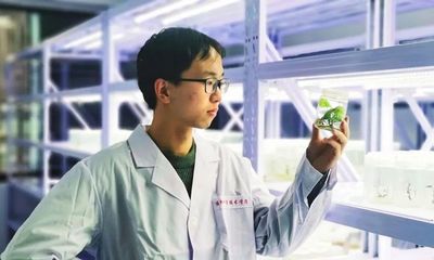 科技賦能產業發展--優質薯苗“博士農場”將甘薯脫毒種苗繁育實驗室搬到田間地頭