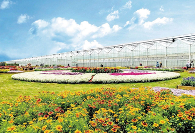 共赴花之約,余香遍崇明,2023崇明花朝節3月23日啟幕