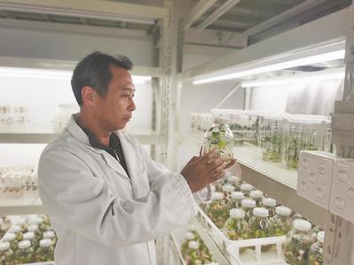 福建甘薯遇見"好苗頭"