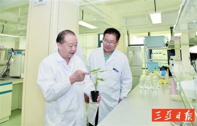 “熱科南繁”已完成200個作物水稻品種“圖鑒”