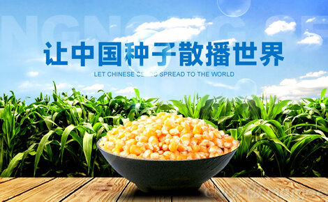 康農種業品牌介紹-康農種子