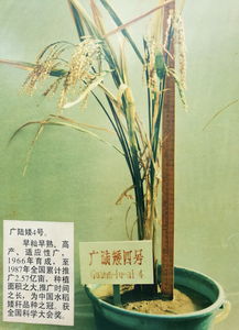 這些水稻品種影響中國人的飯碗