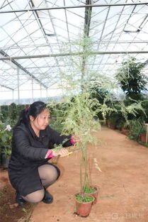 稀罕 郴州這株1200歲的野生水松有 后 了