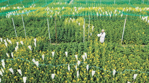 油菜科研育種忙