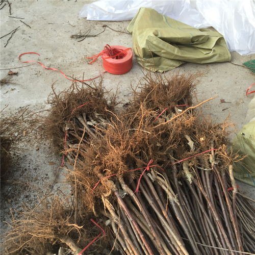 【薩姆櫻桃苗價(jià)格、蜜濃櫻桃樹苗基地】- 