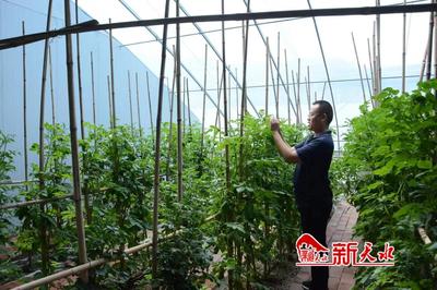 新天水-【強(qiáng)信心 看發(fā)展】科技賦能育良種 洋芋結(jié)出“金蛋蛋”