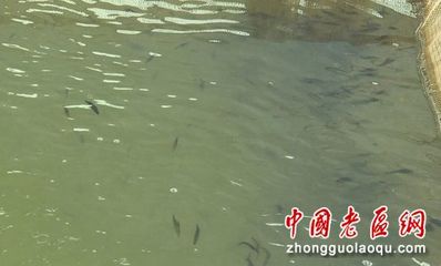 羅平老區(qū)鎮(zhèn):打造現(xiàn)代化水產(chǎn)養(yǎng)殖產(chǎn)業(yè)園 推動漁業(yè)養(yǎng)殖產(chǎn)業(yè)高質(zhì)量發(fā)展