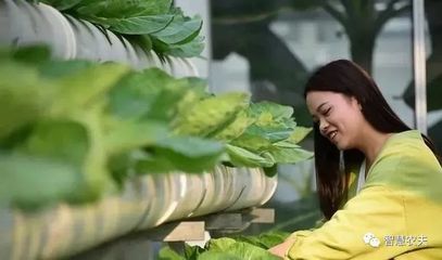 【小種苗大產(chǎn)業(yè)】河北曲周大力發(fā)展工廠化育苗,年產(chǎn)值3億元!