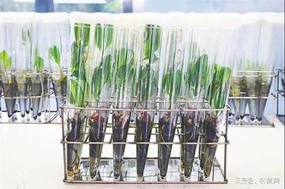 2021中國農業農村重大新技術|橡膠樹速生高產新型種苗育苗技術