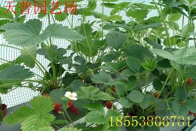 佐賀清香種苗 脫毒草莓苗 高純度佐賀清香草莓苗|果樹小苗|綠化苗木|供應信息|597苗木網