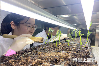 12粒種子在太空遨游3個多月 衢州"上天"的鮮食大豆種子出苗了
