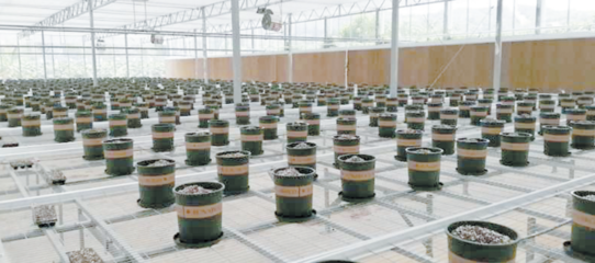 三亞完成首單科研用作物種子進境業務!全球動植物種質資源引進中轉基地實現“零突破”