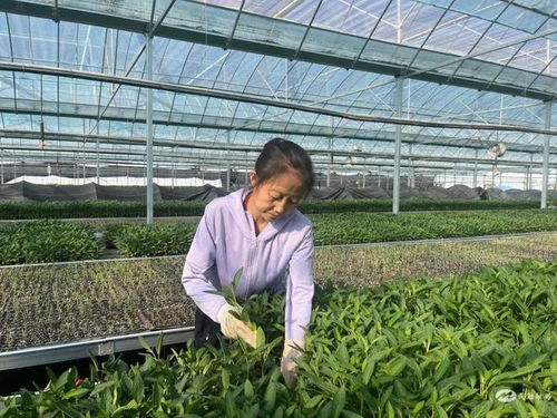 民勤 育苗1200萬株 全力保供秋茬人參果定植