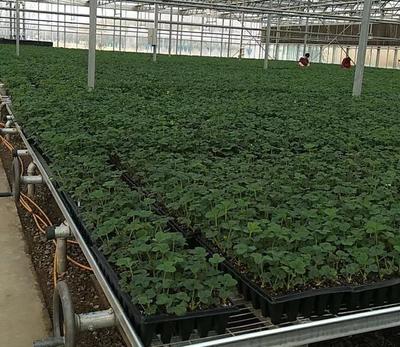 草莓品種為何會退化?育苗中怎樣防止品種退化?