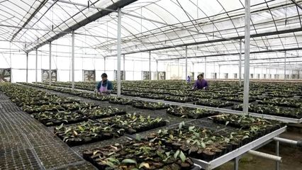 貴州喀斯特中藥民族藥野生資源保護與利用研究中心成立助推關嶺中藥材產業高質量發展