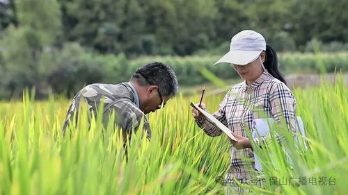 云南保山 這粒種子不一般,跟你我都有關(guān)